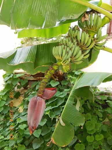 Bananas growing in Side